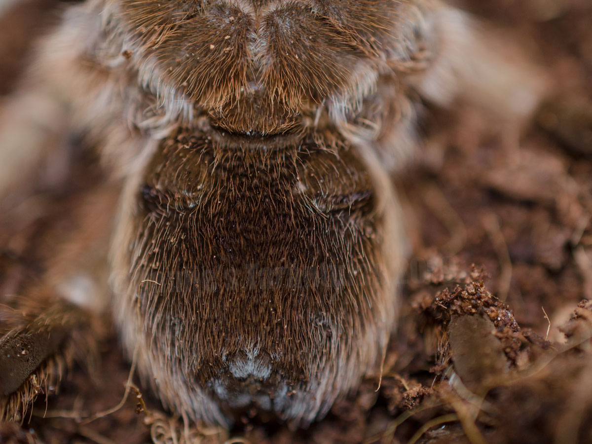 Determining the gender of a tarantula Jamie's on the 